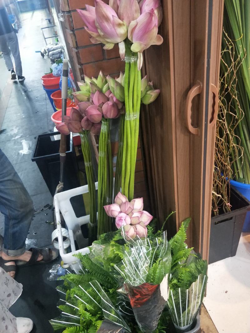 荷花精品荷花有重瓣的现采现打包发货，本店长期大量供应莲蓬
