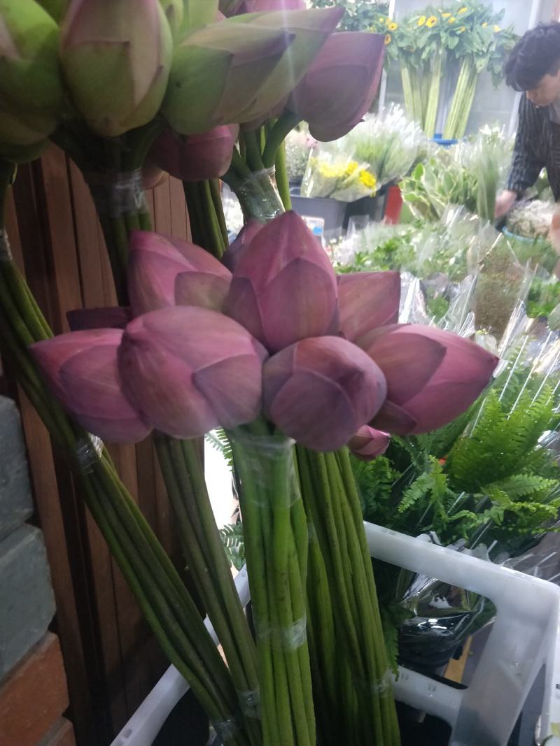 荷花精品荷花有重瓣的现采现打包发货，本店长期大量供应莲蓬
