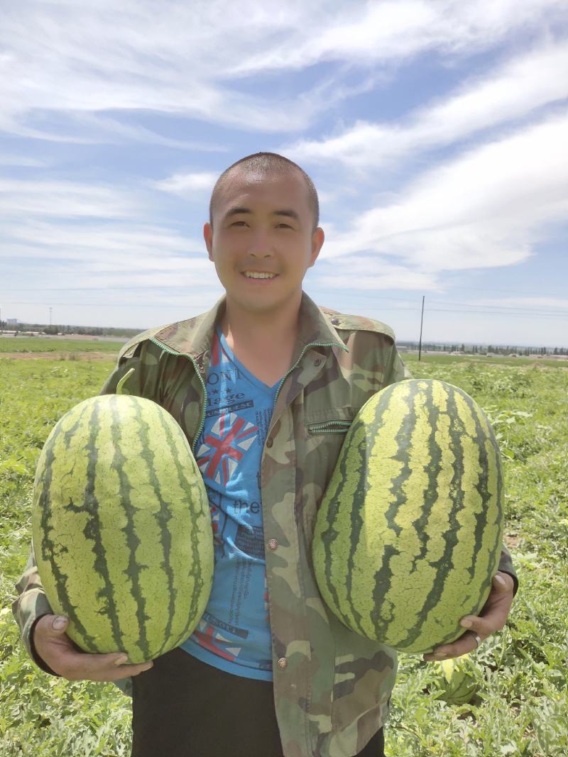 西瓜金城5号沙漠一号西瓜大量现货基地直供