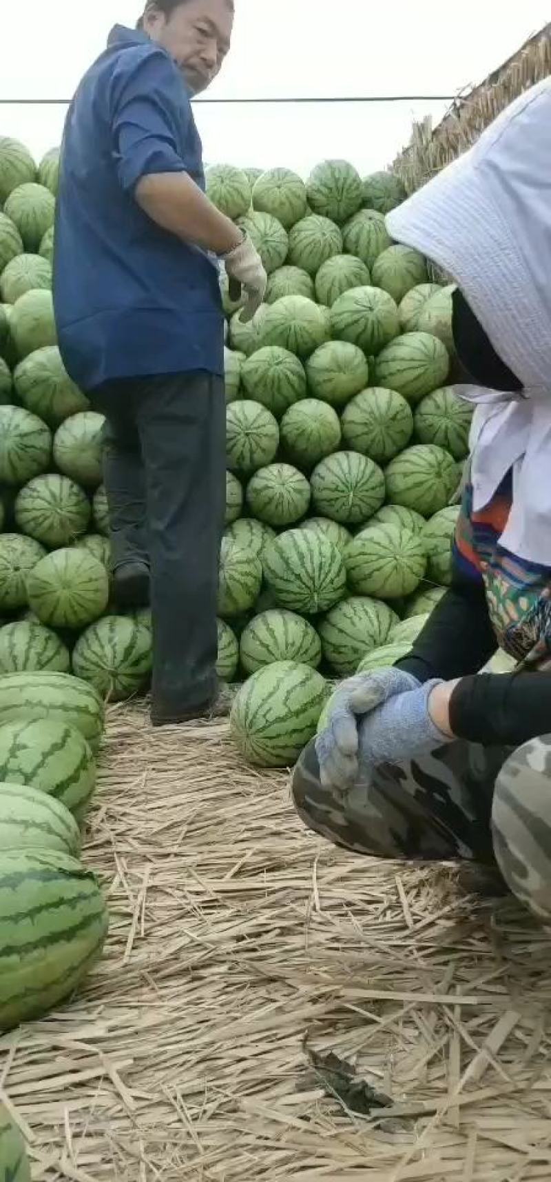 西瓜金城5号沙漠一号西瓜大量现货基地直供