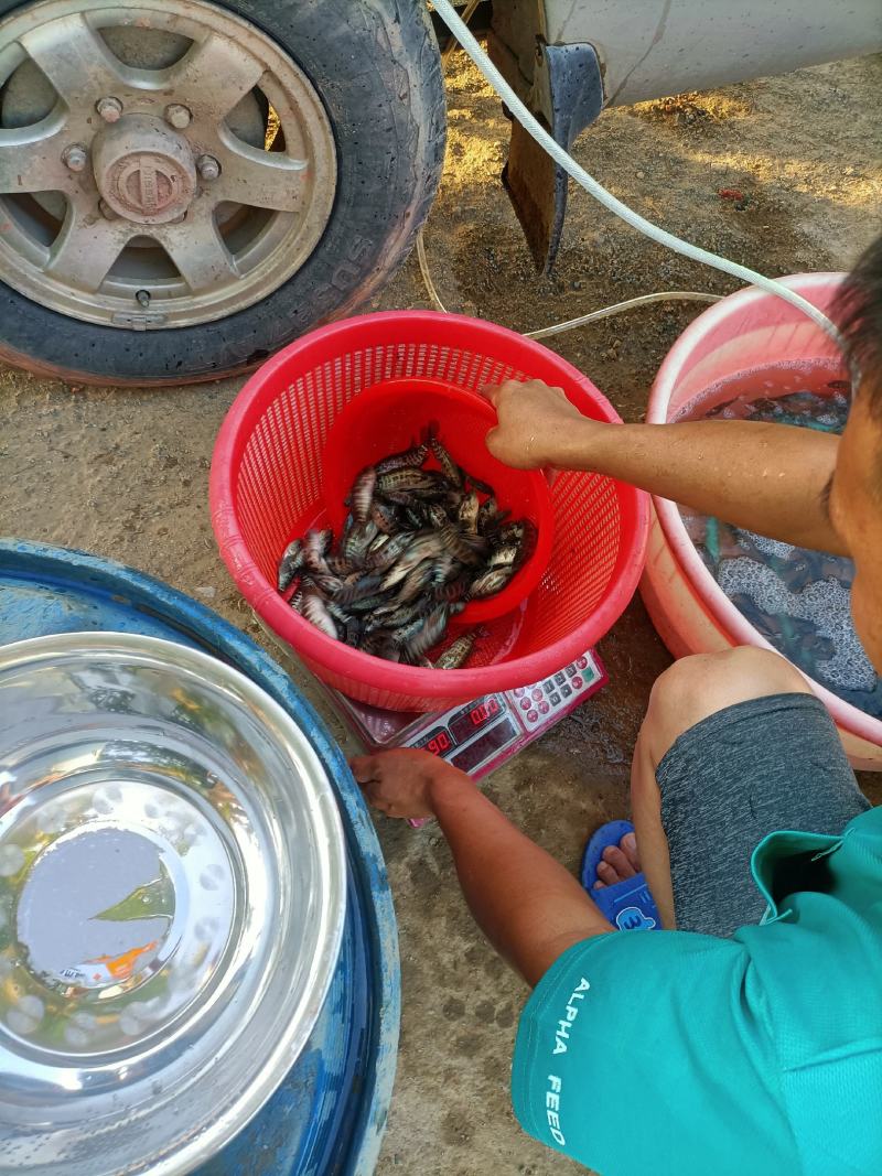淡水石斑鱼苗优质鱼苗成活率高基地直供快大鱼苗