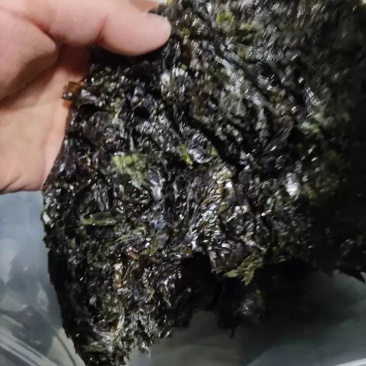 大量批发新货紫菜65元一斤