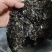 大量批发新货紫菜65元一斤