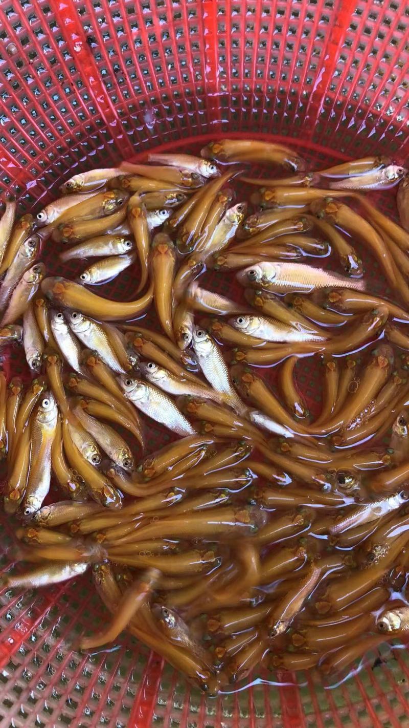 金草鱼苗，金丝鲩鱼苗，俄罗斯金草鱼苗基地直供