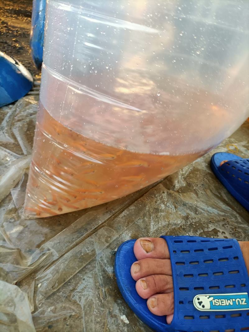 金草鱼苗，金丝鲩鱼苗，俄罗斯金草鱼苗基地直供