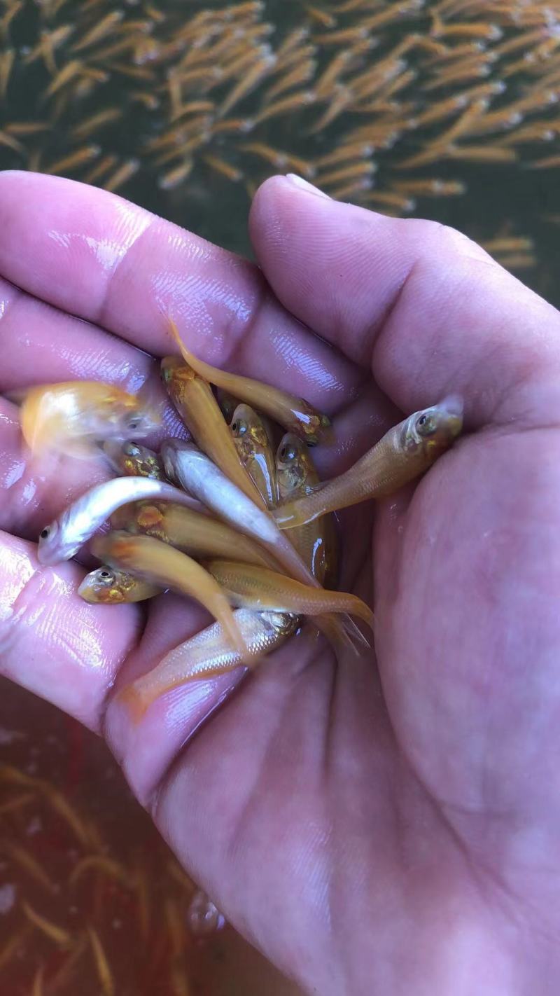 金草鱼苗，金丝鲩鱼苗，俄罗斯金草鱼苗基地直供
