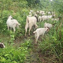 农户散养波耳羊，一手货源提供养殖技术急售