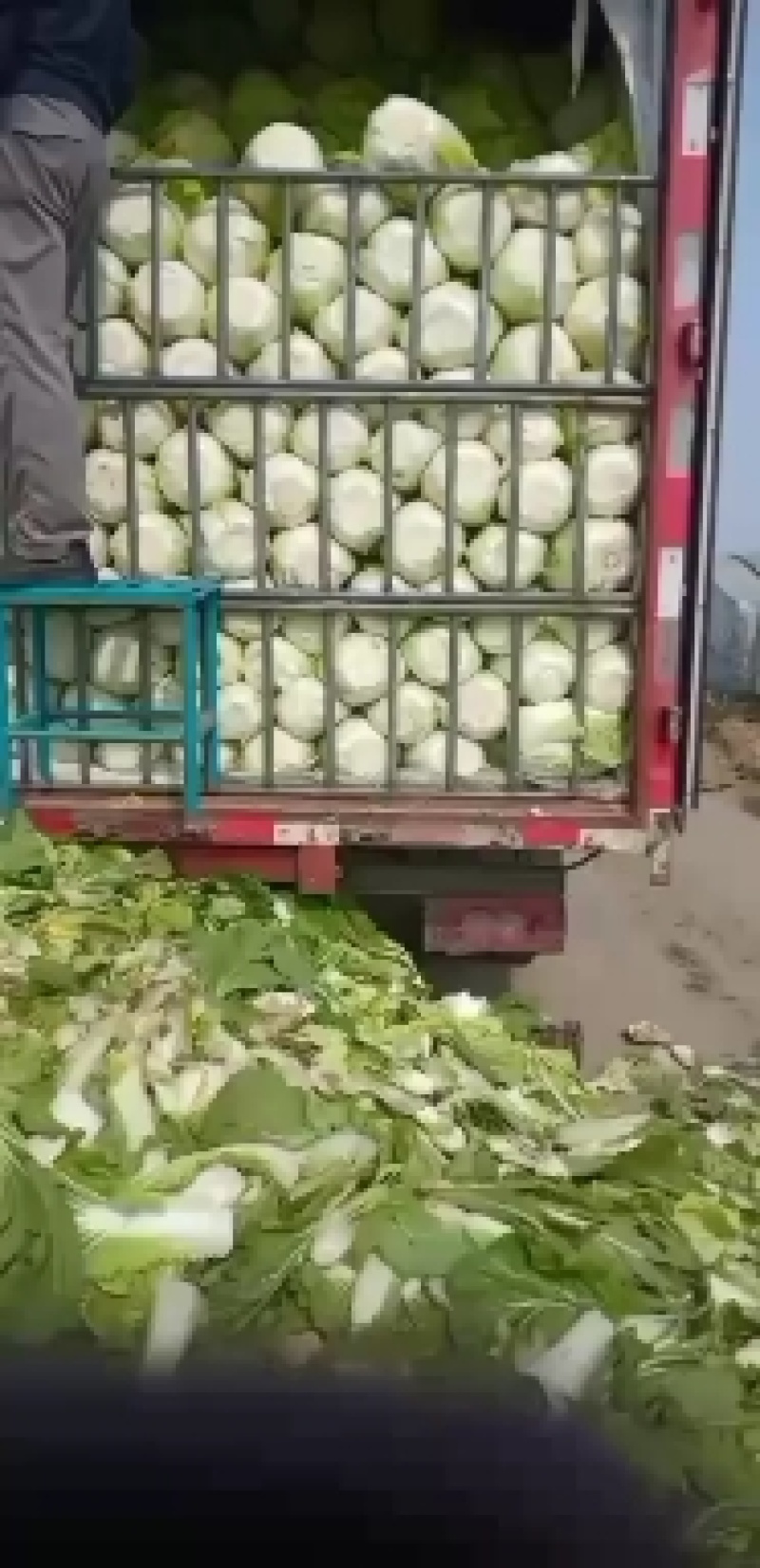 河北白菜黄心白菜大量供应可视频看货欢迎咨询