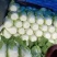 河北白菜黄心白菜大量供应可视频看货欢迎咨询