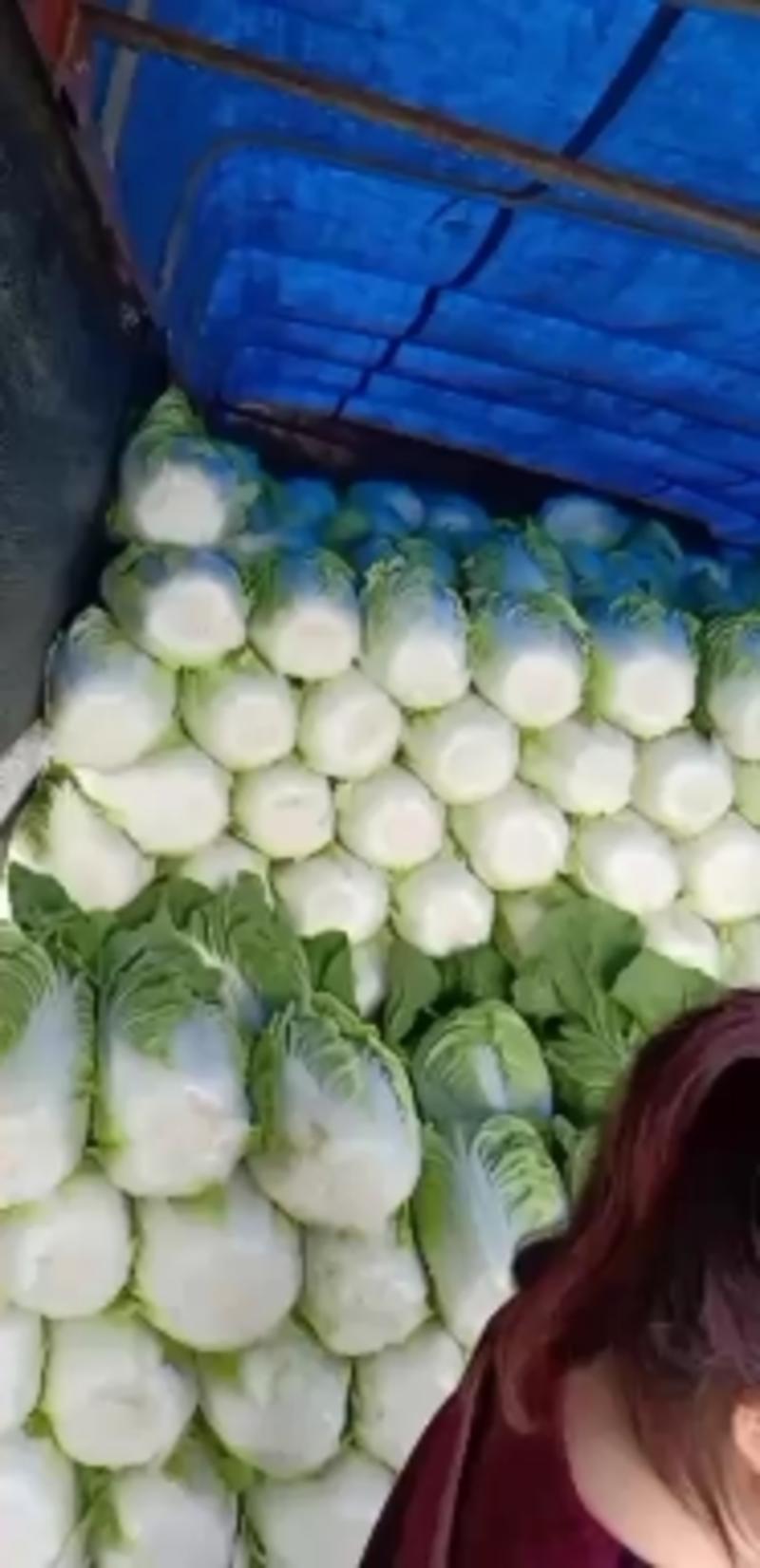 河北白菜黄心白菜大量供应可视频看货欢迎咨询