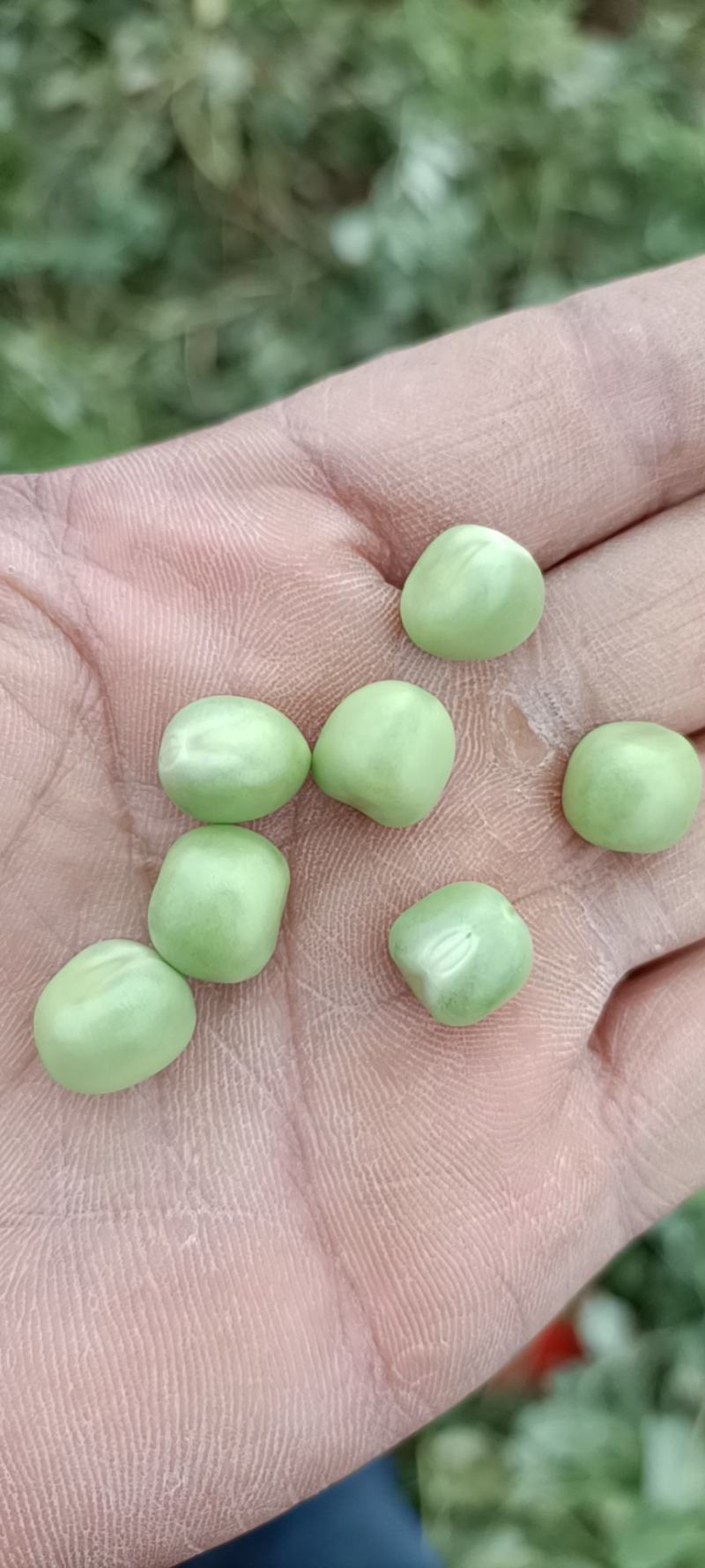 老豌豆荚，饱满，新鲜！一条龙服务，质优价廉！