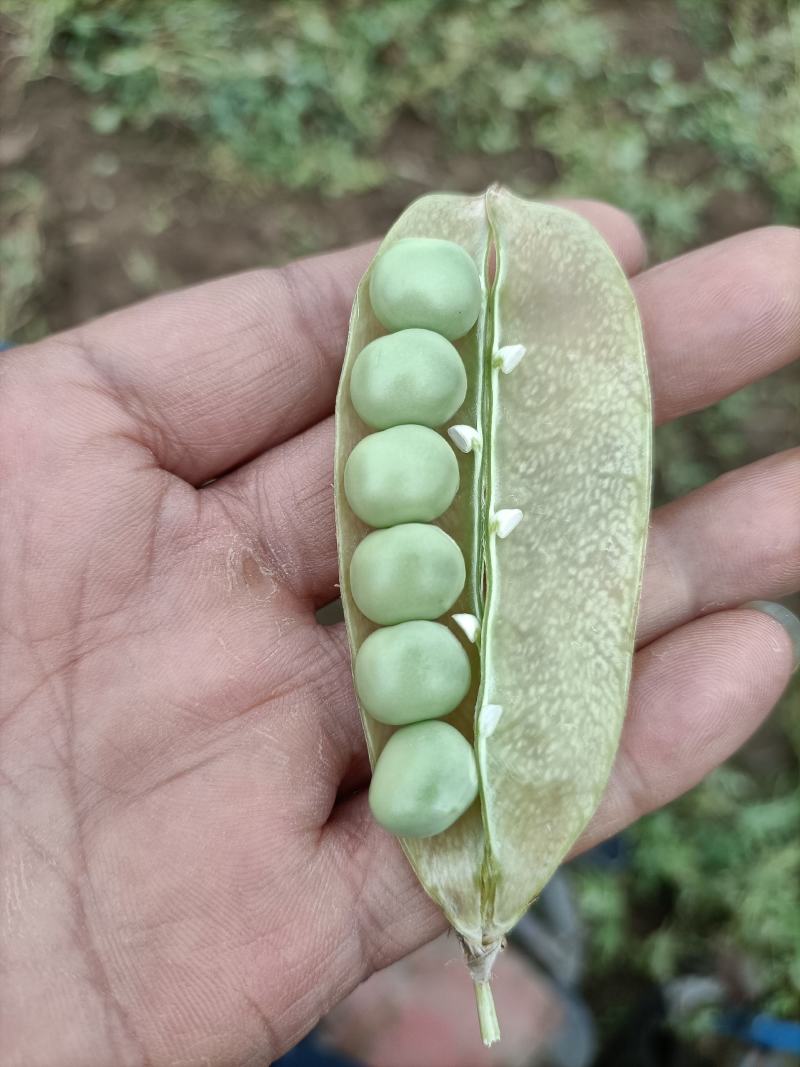 老豌豆荚，饱满，新鲜！一条龙服务，质优价廉！