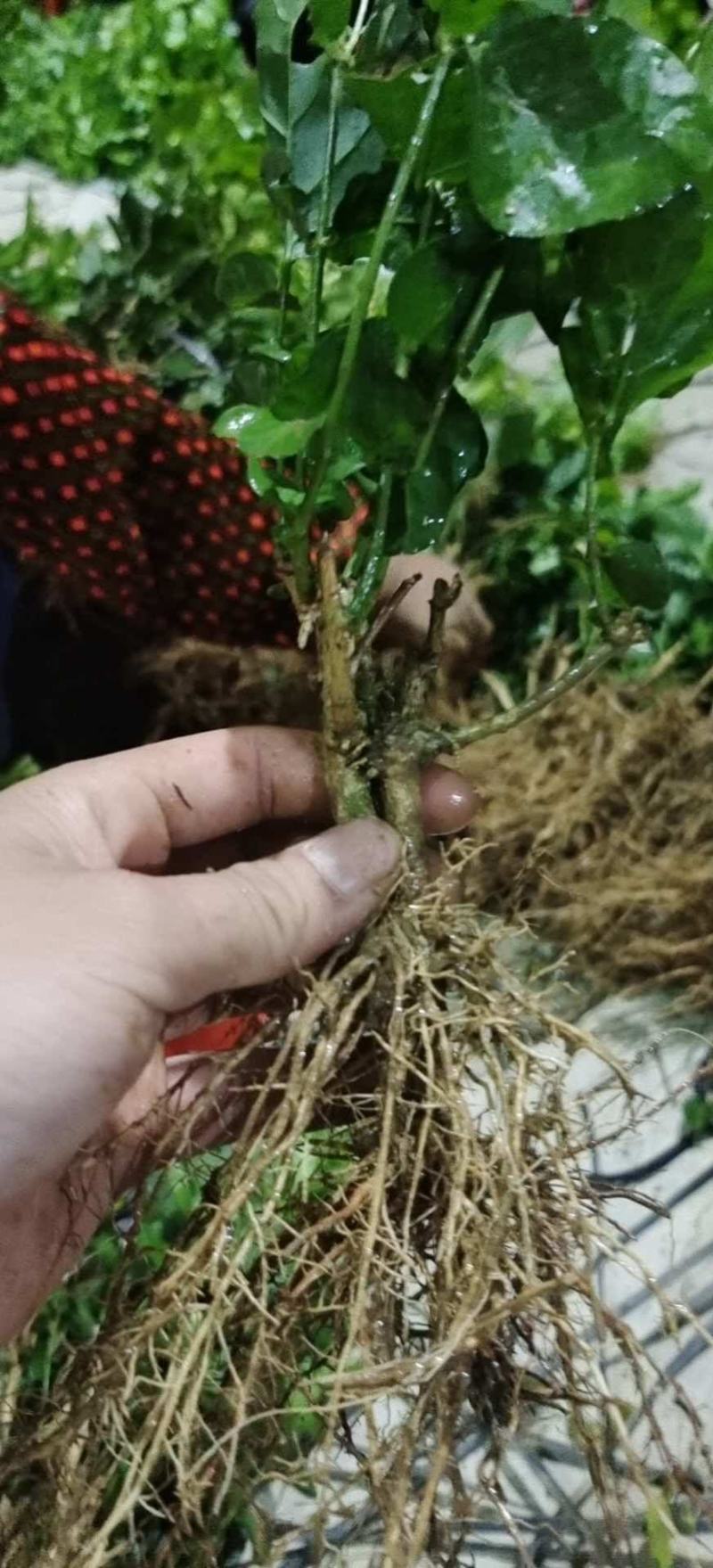 横县茉莉花苗/1-4年空运包邮/现挖现发/全国发货