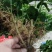 横县茉莉花苗/1-4年空运包邮/现挖现发/全国发货