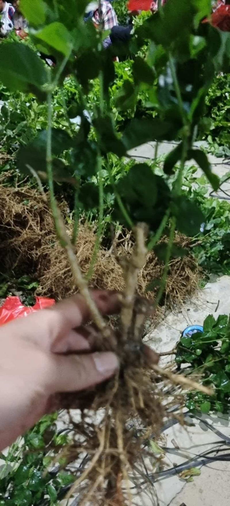 横县茉莉花苗/1-4年空运包邮/现挖现发/全国发货