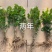 横县茉莉花苗/1-4年空运包邮/现挖现发/全国发货