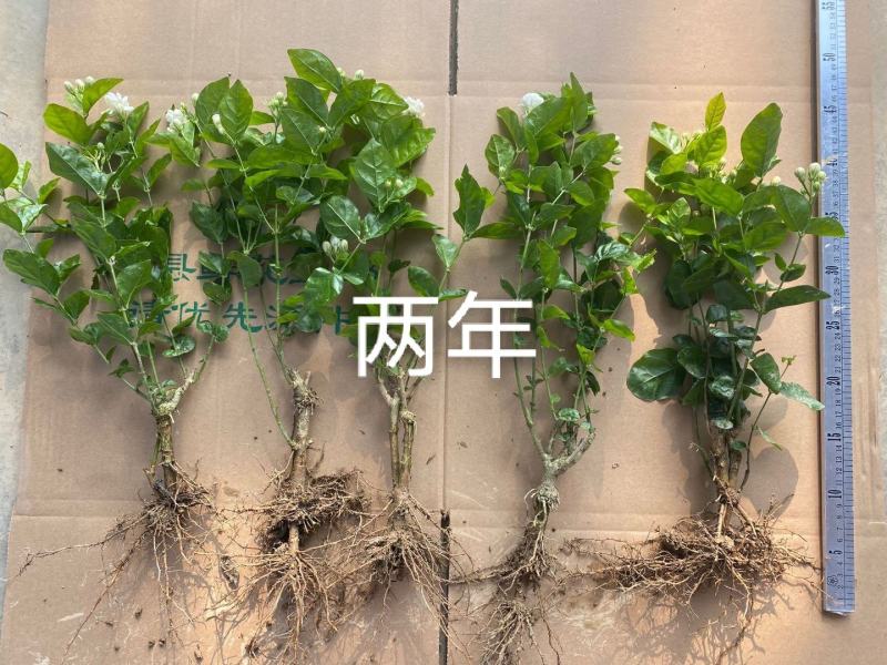 横县茉莉花苗/1-4年空运包邮/现挖现发/全国发货