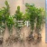 横县茉莉花苗/1-4年空运包邮/现挖现发/全国发货