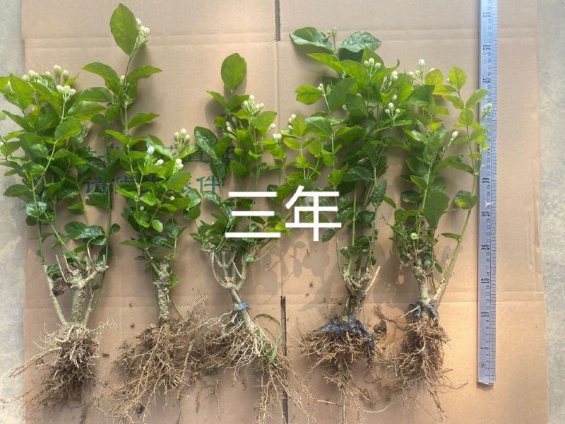 横县茉莉花苗/1-4年空运包邮/现挖现发/全国发货