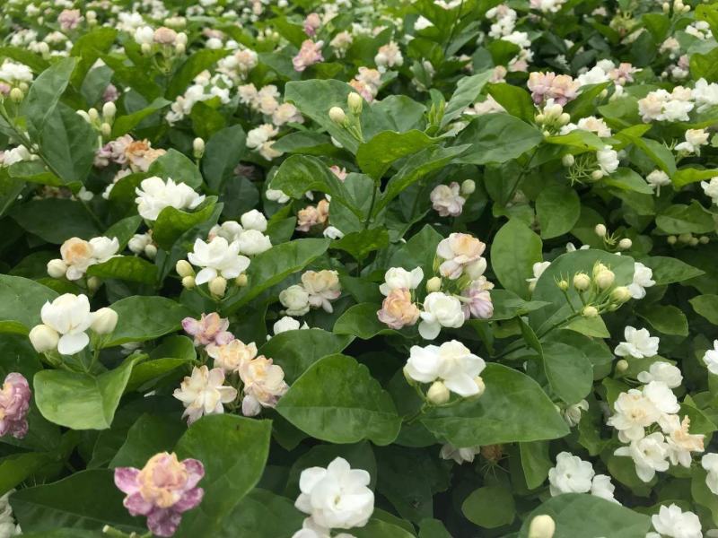 横县茉莉花苗/1-4年空运包邮/现挖现发/全国发货