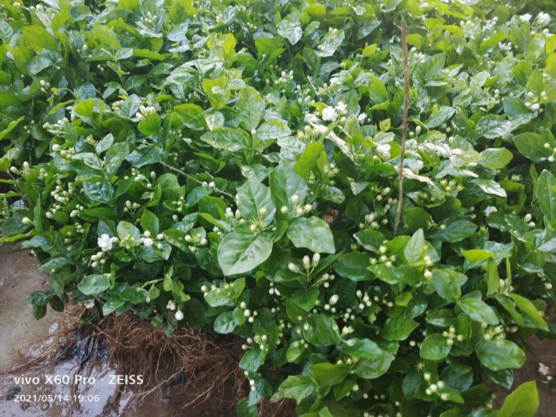 横县茉莉花苗/1-4年空运包邮/现挖现发/全国发货