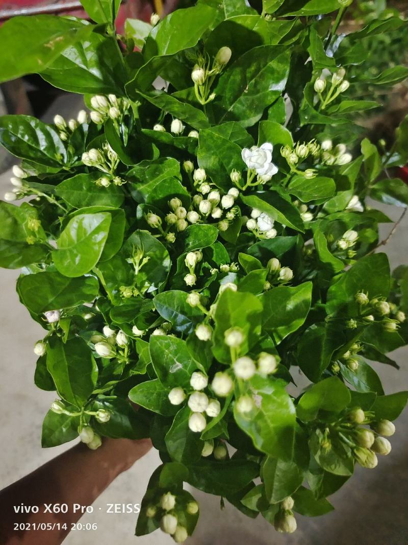 横县茉莉花苗/1-4年空运包邮/现挖现发/全国发货