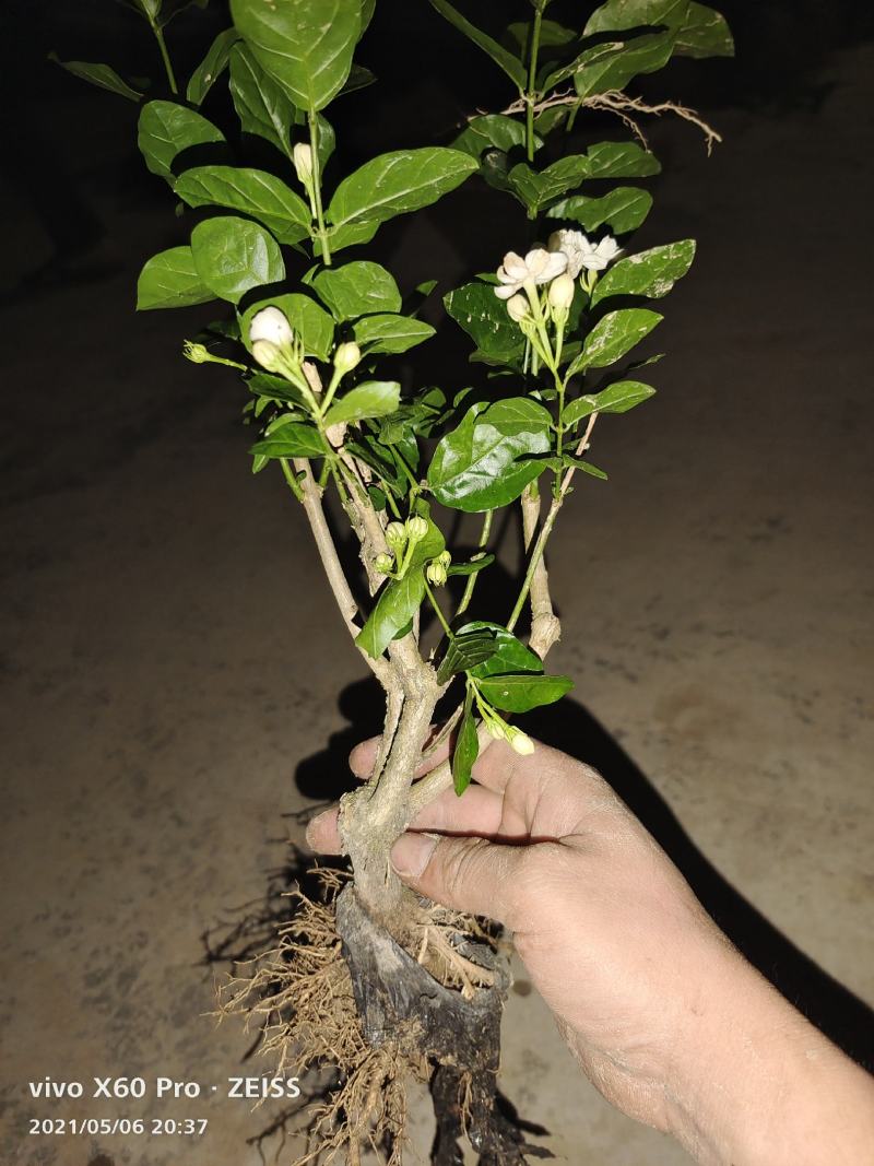 横县茉莉花苗/1-4年空运包邮/现挖现发/全国发货