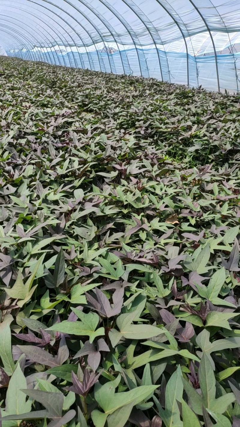 澳洲紫白红薯苗、地瓜苗、红薯苗、澳洲紫白