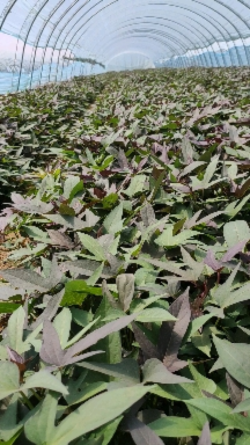 澳洲紫白红薯苗、地瓜苗、红薯苗、澳洲紫白