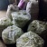 芸豆大量上市，欢迎各位老板前来收购。