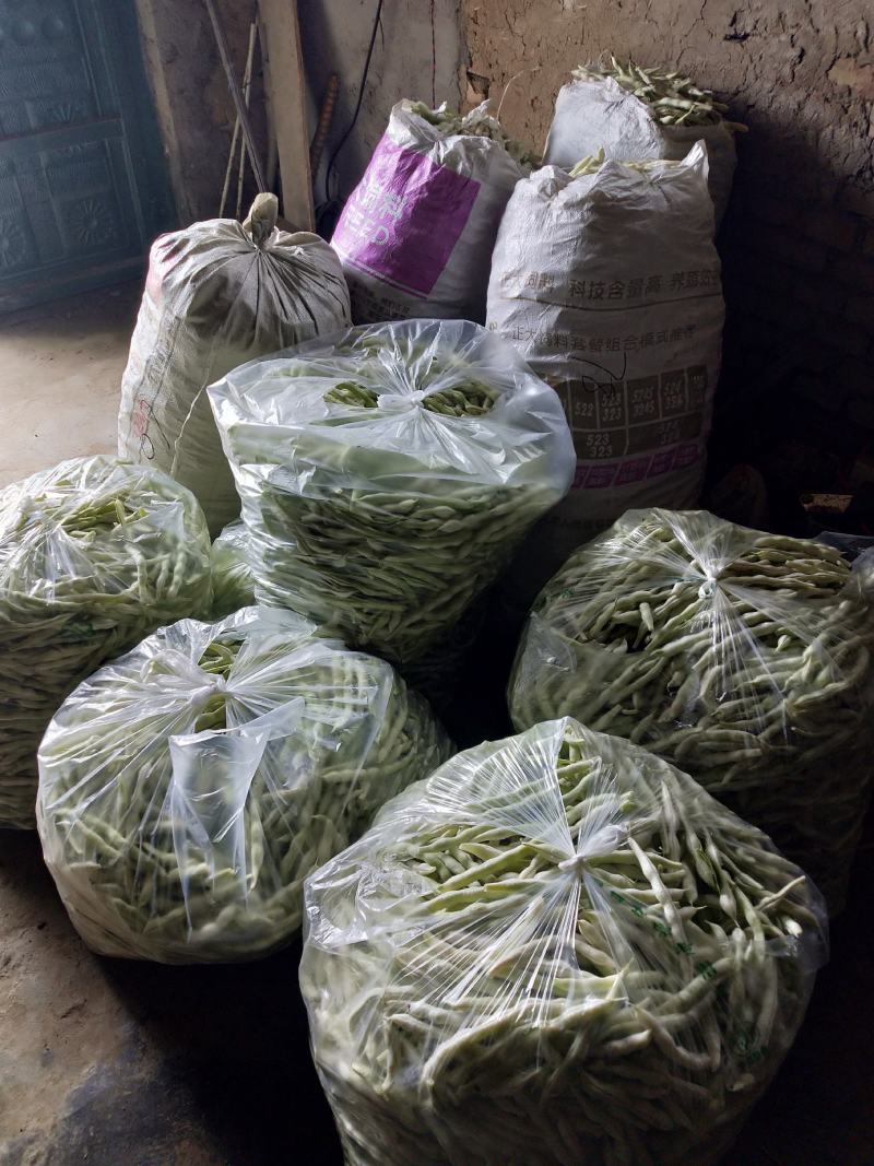 芸豆大量上市，欢迎各位老板前来收购。