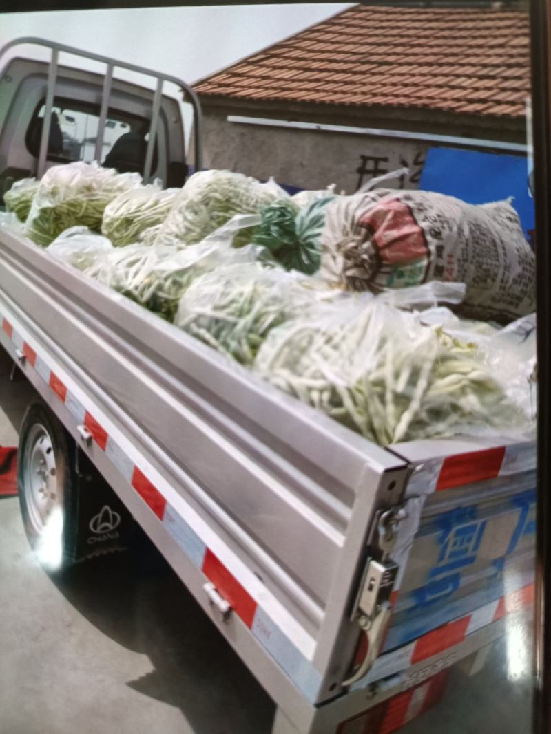 芸豆大量上市，欢迎各位老板前来收购。