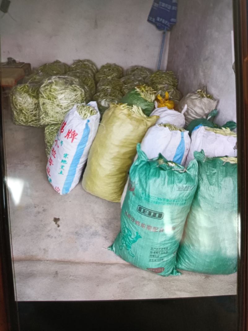 芸豆大量上市，欢迎各位老板前来收购。