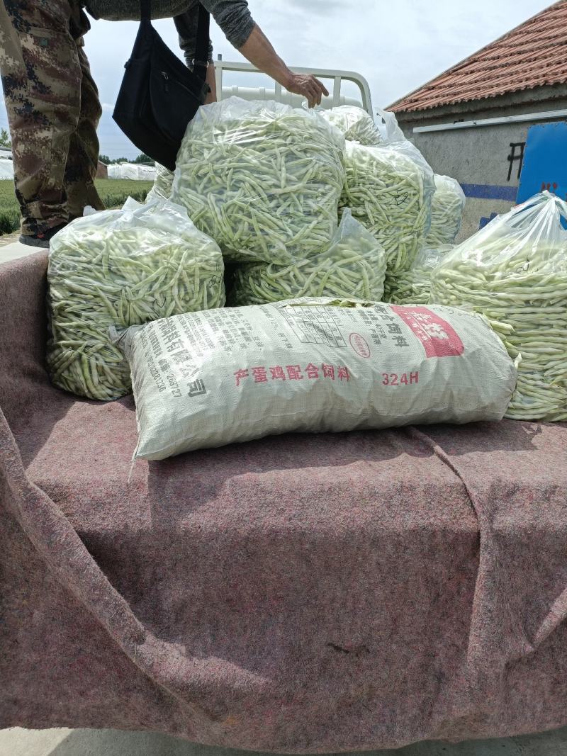 芸豆大量上市，欢迎各位老板前来收购。