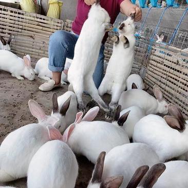 【推荐】优质种兔，养殖场直销，好的种兔，抗病力强，长势快