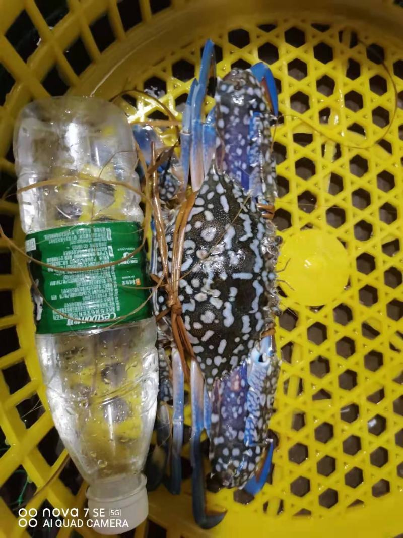 蓝花蟹，浅网蓝花蟹，耐养，活率高，适合水车空运，损耗小
