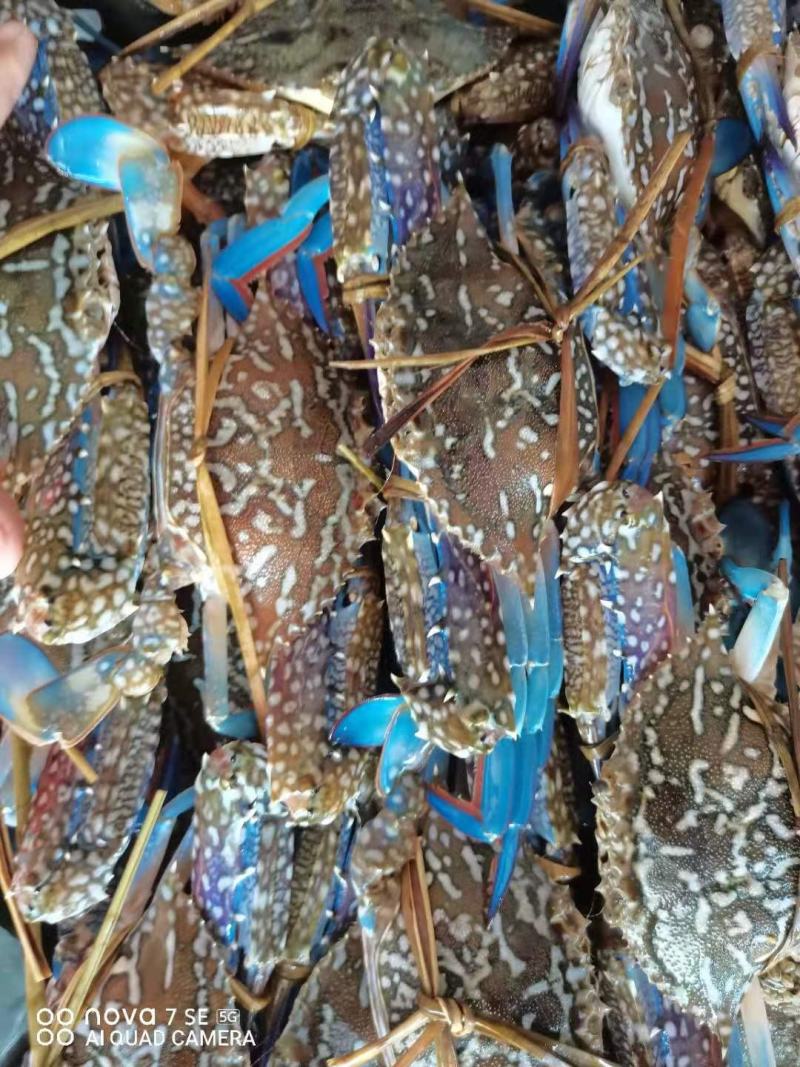 蓝花蟹，浅网蓝花蟹，耐养，活率高，适合水车空运，损耗小