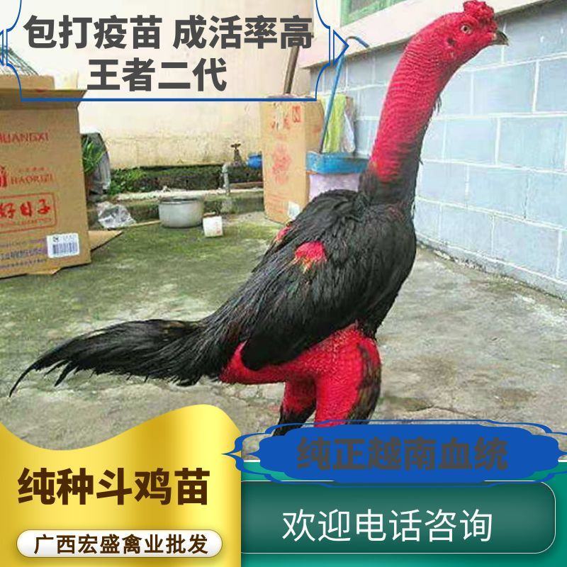 纯种越南斗鸡苗成活率高包疫苗运输包成活品种优质