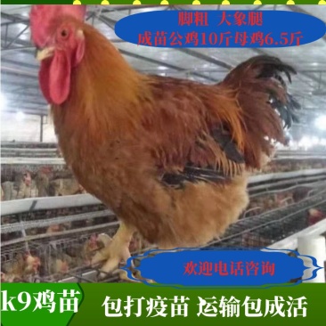 鸡苗大种K9鸡苗肉鸡苗专业孵化厂家直发包打疫苗包运费