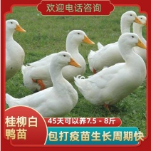 樱桃谷鸭苗桂柳白鸭苗生长周期快45天能出栏可达到8斤