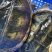 老鳄鱼龟煲汤龟批发：6斤-30斤（老鳄鱼龟：煲汤龟）