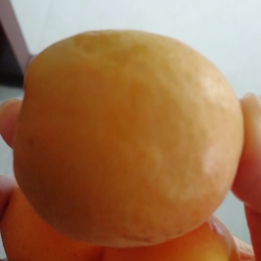杏