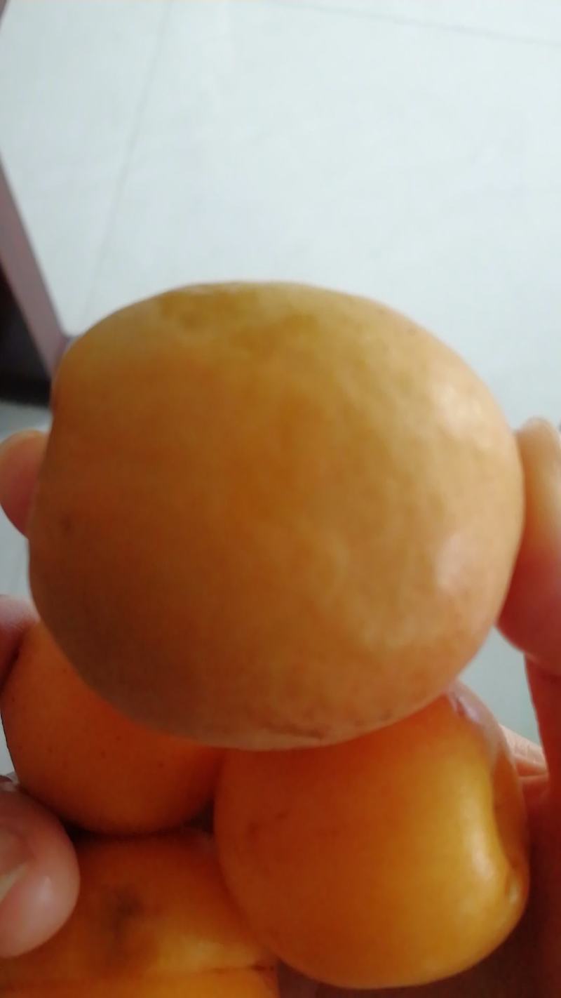 杏
