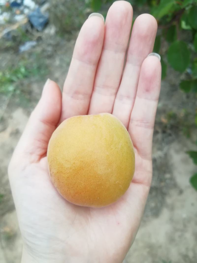 杏