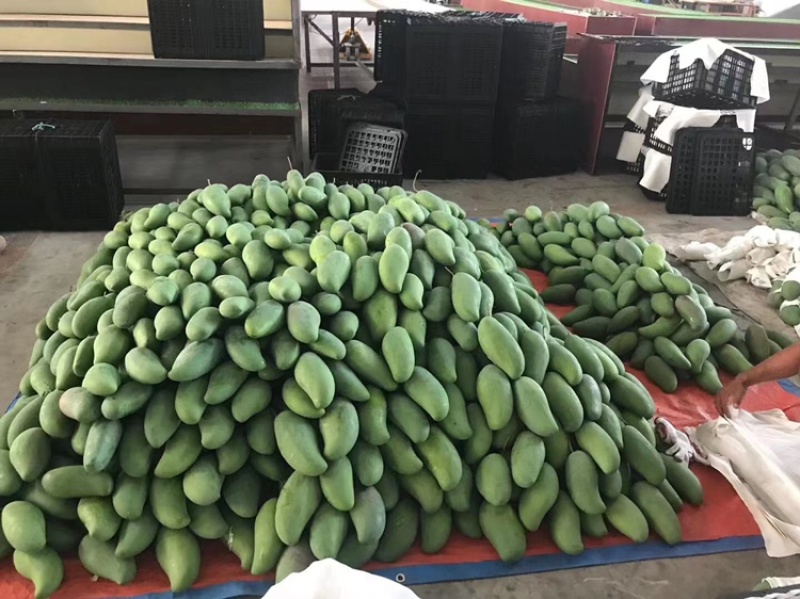 云南西双版纳金黄芒大青芒大量上市对接市场超市电商加工厂