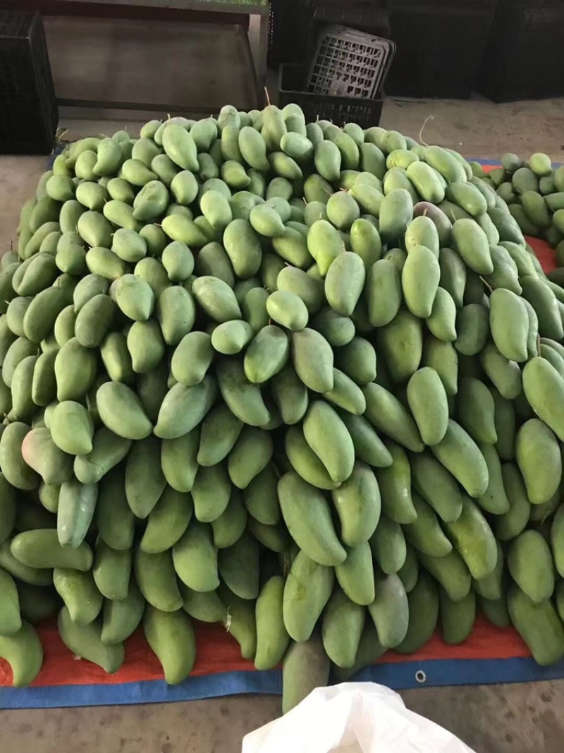 云南西双版纳金黄芒大青芒大量上市对接市场超市电商加工厂