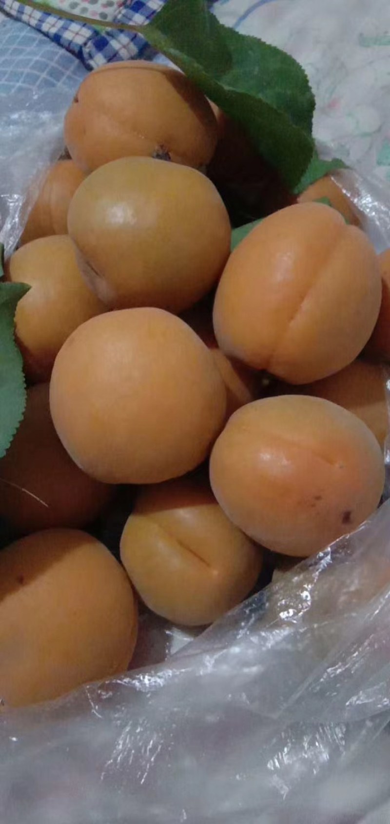 金太阳杏