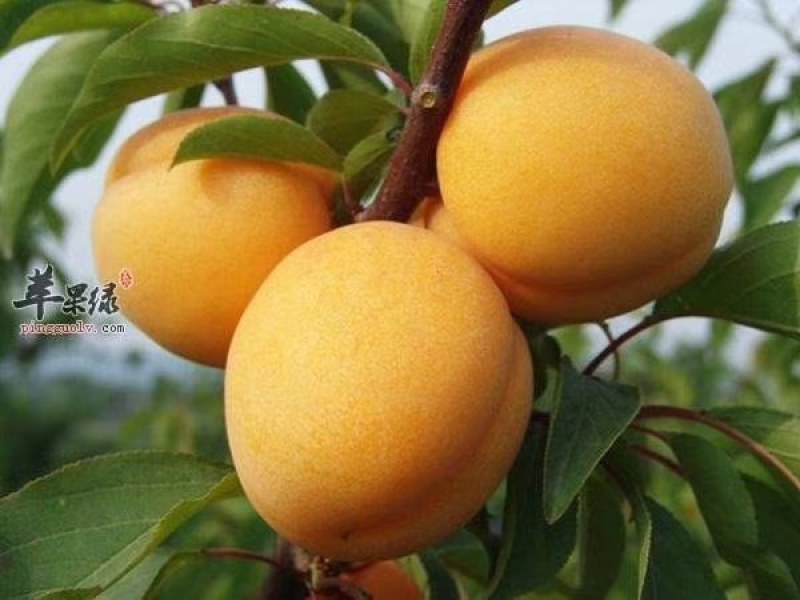 金太阳杏