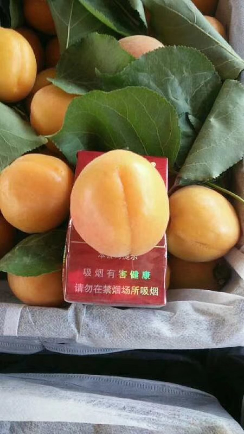 金太阳杏