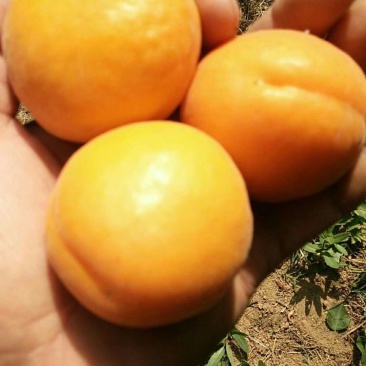 金太阳杏